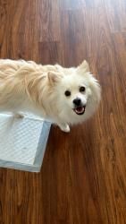 Reunited Male Dog last seen Cramont, Alum Rock, CA 95127