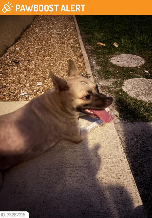 Found/Stray Female Dog last seen Gulf Dr and 24th, Bradenton Beach, FL 34217