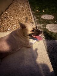 Found/Stray Female Dog last seen Gulf Dr and 24th, Bradenton Beach, FL 34217