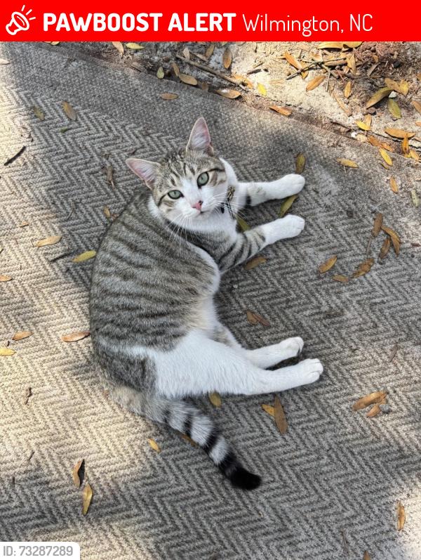 Lost Male Cat last seen Flemington Road, Wilmington, NC 28401