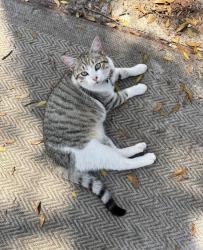 Lost Male Cat last seen Flemington Road, Wilmington, NC 28401