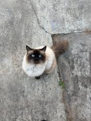 Lost Female Cat last seen Ragdoll, Upper Mount Gravatt, QLD 4122