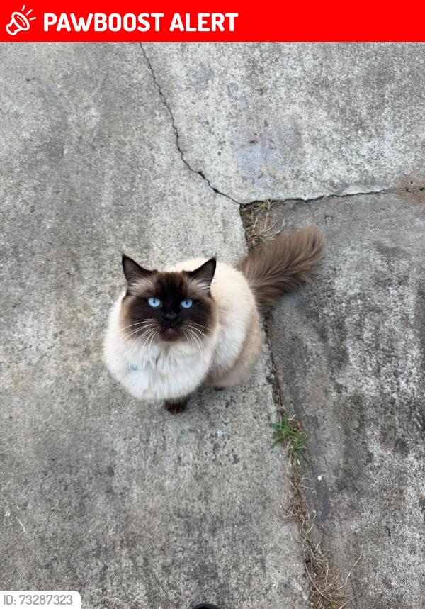 Lost Female Cat last seen Ragdoll, Upper Mount Gravatt, QLD 4122