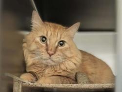 Shelter Stray Male Cat last seen Near BLOCK W RUDDY WAY, WEST VALLEY CITY UT 84119, 4522 W 3500 S, West Valley City, UT 84120, USA