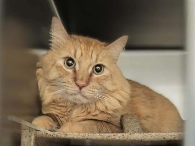 Shelter Stray Male Cat last seen Near BLOCK W RUDDY WAY, WEST VALLEY CITY UT 84119, 4522 W 3500 S, West Valley City, UT 84120, USA