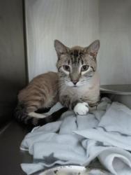 Shelter Stray Male Cat last seen Near BLOCK S DERBY ST, WEST VALLEY CITY UT 84119, 4522 W 3500 S, West Valley City, UT 84120, USA
