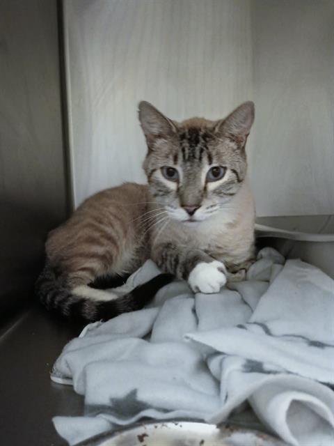Shelter Stray Male Cat last seen Near BLOCK S DERBY ST, WEST VALLEY CITY UT 84119, 4522 W 3500 S, West Valley City, UT 84120, USA
