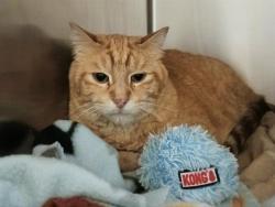 Shelter Stray Male Cat last seen Near BLOCK S REDWOOD RD, WEST VALLEY CITY UT 84119, 4522 W 3500 S, West Valley City, UT 84120, USA