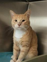 Shelter Stray Male Cat last seen Near BLOCK W MURRAY TAYLORSVILLE RD, TAYLORSVILLE UT 84123, 4522 W 3500 S, West Valley City, UT 84120, USA