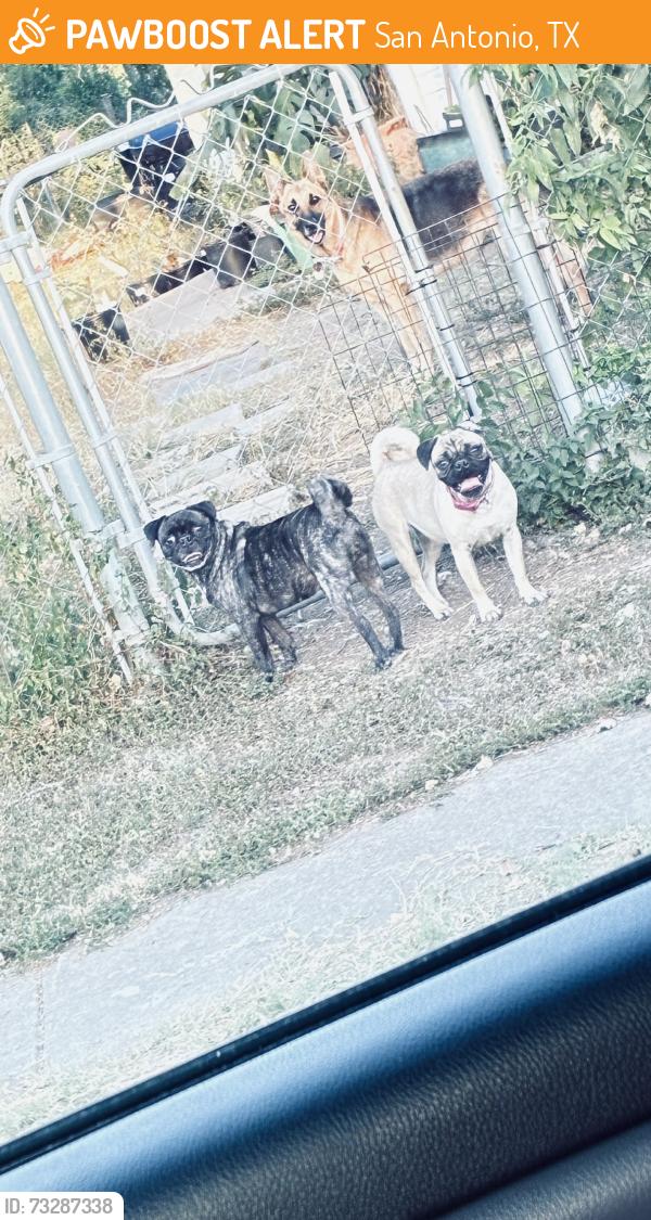 Found/Stray Unknown Dog last seen Old sky harbor, San Antonio, TX 78242