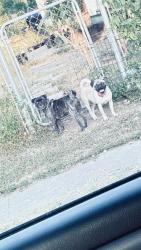 Found/Stray Unknown Dog last seen Old sky harbor, San Antonio, TX 78242