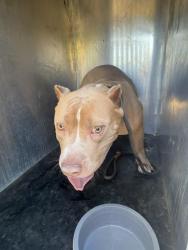 Shelter Stray Female Dog last seen Near BLOCK W 3500 S, WEST VALLEY CITY UT 84120, 4522 W 3500 S, West Valley City, UT 84120, USA