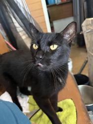 Lost Male Cat last seen Latting road and Pisgah Rd., Cordova, TN 38016