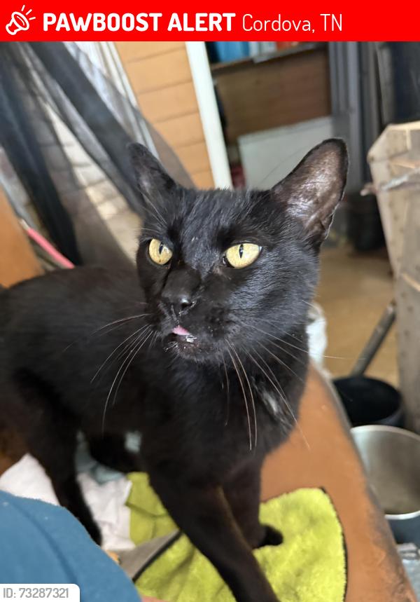 Lost Male Cat last seen Latting road and Pisgah Rd., Cordova, TN 38016