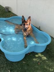 Shelter Stray Female Dog last seen , West Valley Animal Shelter, 20655 Plummer St, Chatsworth, CA 91311, USA