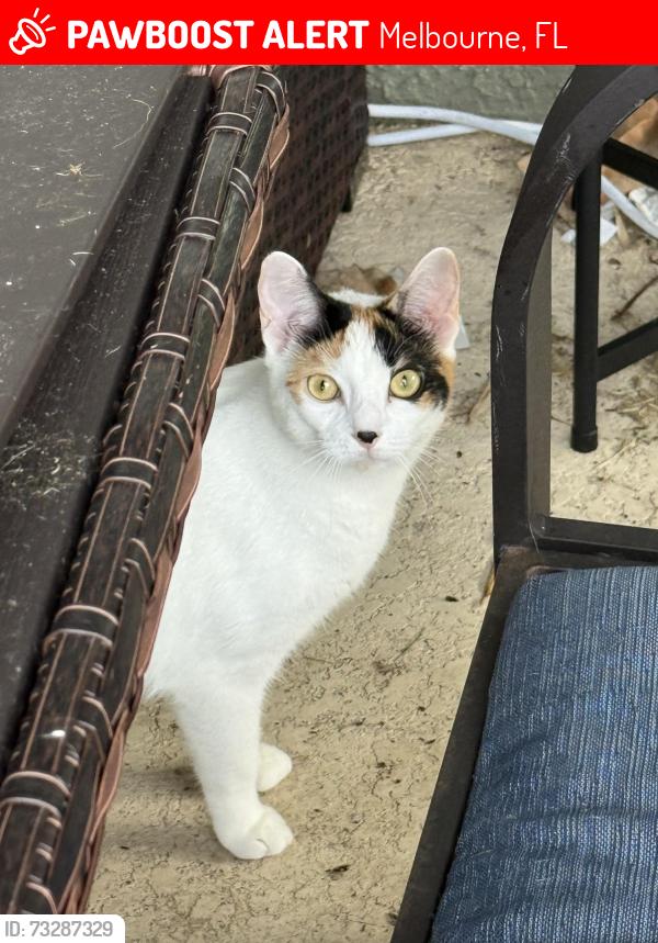 Lost Female Cat last seen Illuminate Pl and Millbrook, Melbourne, FL 32940