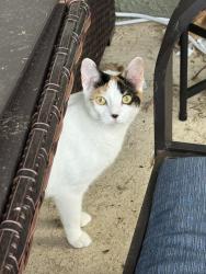 Lost Female Cat last seen Illuminate Pl and Millbrook, Melbourne, FL 32940
