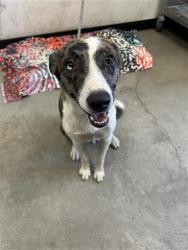Shelter Stray Male Dog last seen Near BLOCK E OLIVE AVE, FRESNO CA 93702 1762, 5277 E Airways Blvd, Fresno, CA 93727, USA