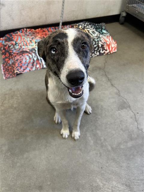 Shelter Stray Male Dog last seen Near BLOCK E OLIVE AVE, FRESNO CA 93702 1762, 5277 E Airways Blvd, Fresno, CA 93727, USA