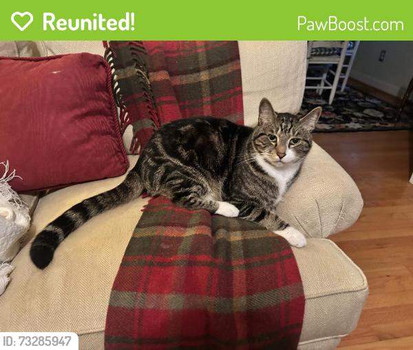 Reunited Male Cat last seen Billy holt trail and Fairfield dr, Burlington, NC 27215