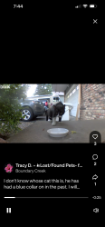 Found/Stray Male Cat last seen Boundary Creek, Maple Grove, MN 55311