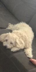 Reunited Female Dog last seen Oak Branch Cir, Poinciana, FL 34758