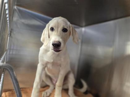 Shelter Stray Male Dog last seen Near n bear creek rd, Williamson County, TX, 1855 SE Inner Loop, Georgetown, TX 78626, USA