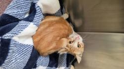 Shelter Stray Male Cat last seen , , CA, 1101 29th Ave, Oakland, CA 94601, USA
