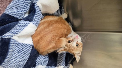 Shelter Stray Male Cat last seen , , CA, 1101 29th Ave, Oakland, CA 94601, USA