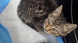Shelter Stray Male Cat last seen , , CA, 1101 29th Ave, Oakland, CA 94601, USA