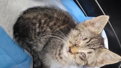 Shelter Stray Male Cat last seen , , CA, 1101 29th Ave, Oakland, CA 94601, USA