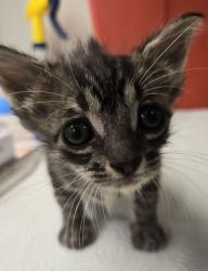Shelter Stray Female Cat last seen W McKinley Ave & N Cornelia Ave, Fresno Zone Fresno CO 2 93722, CA, 1510 W Dan Ronquillo Dr, Fresno, CA 93706, USA