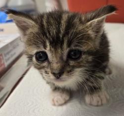 Shelter Stray Male Cat last seen W McKinley Ave & N Cornelia Ave, Fresno Zone Fresno CO 2 93722, CA, 1510 W Dan Ronquillo Dr, Fresno, CA 93706, USA