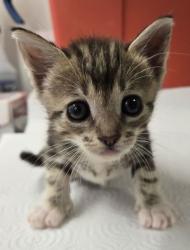 Shelter Stray Male Cat last seen W McKinley Ave & N Cornelia Ave, Fresno Zone Fresno CO 2 93722, CA, 1510 W Dan Ronquillo Dr, Fresno, CA 93706, USA