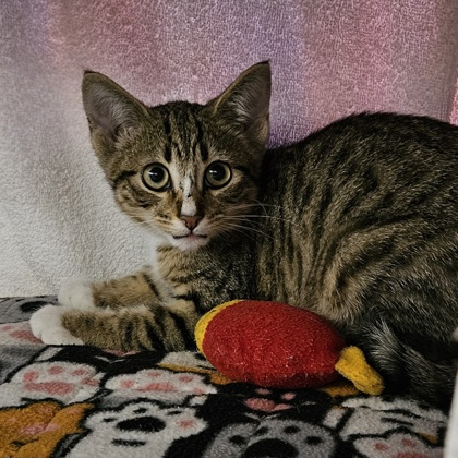 Shelter Stray Male Cat last seen Lautenberg Blvd., Cross Plains, Town of, WI, 5132 Voges Rd, Madison, WI 53718, USA