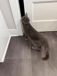 Found/Stray Unknown Cat last seen 45th and Maize in Maize, Maize, KS 67101