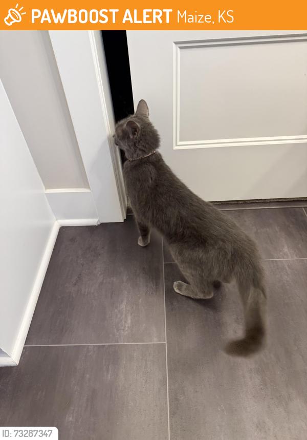 Found/Stray Unknown Cat last seen 45th and Maize in Maize, Maize, KS 67101