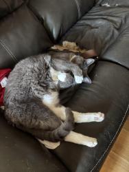 Lost Male Cat last seen MALWOOD Drive and St Ives, Macon, GA 31204