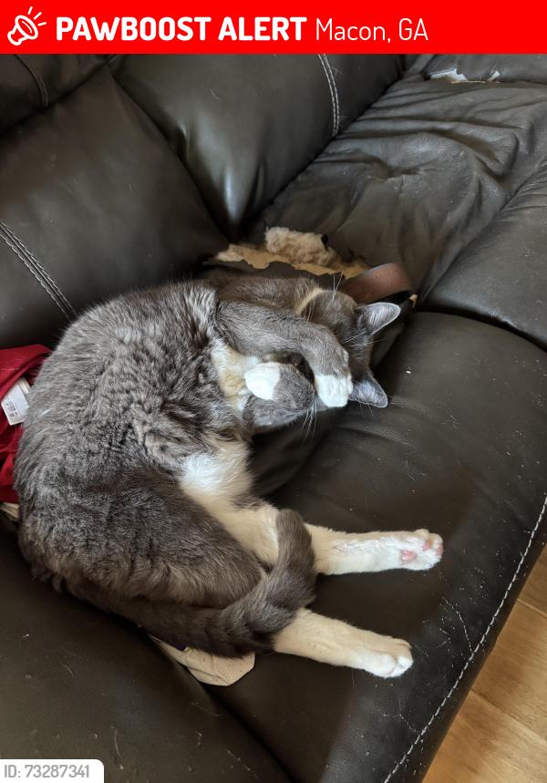 Lost Male Cat last seen MALWOOD Drive and St Ives, Macon, GA 31204