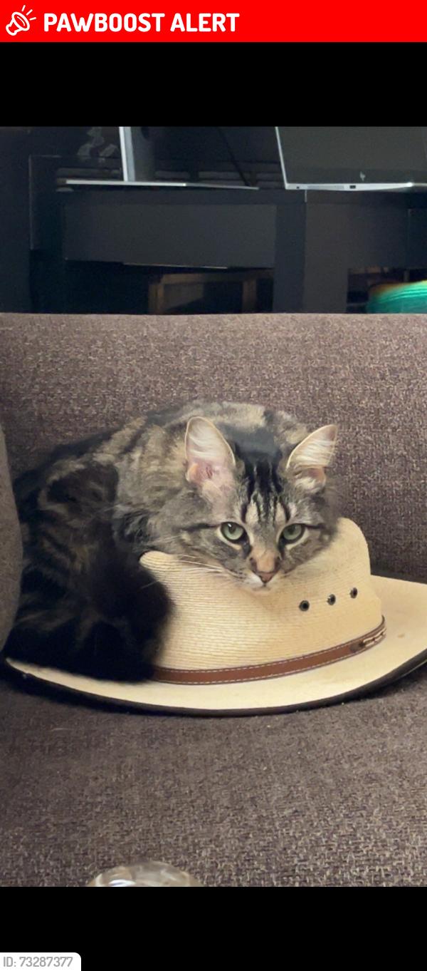 Lost Female Cat last seen Na, Anderson County, TX 75763