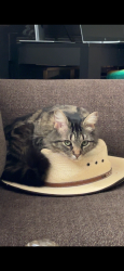 Lost Female Cat last seen Na, Anderson County, TX 75763
