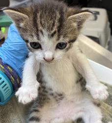 Shelter Stray Female Cat last seen Near Blk SE 187th, OR, 1700 W Historic Columbia River Hwy, Troutdale, OR 97060, USA