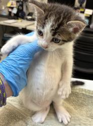 Shelter Stray Male Cat last seen Near Blk SE 187th, OR, 1700 W Historic Columbia River Hwy, Troutdale, OR 97060, USA