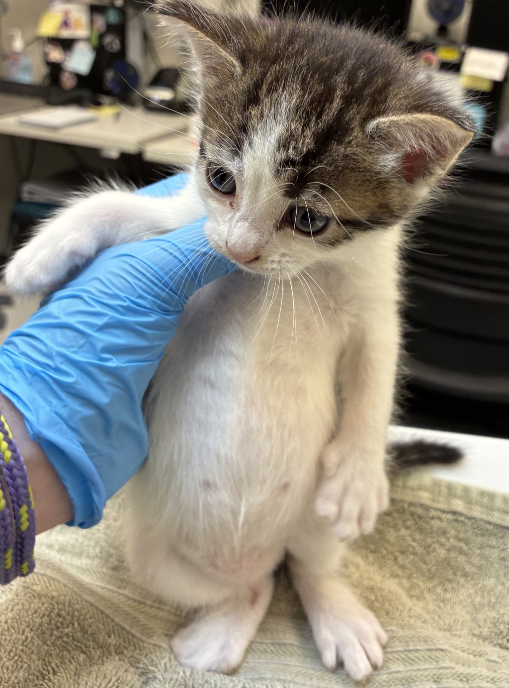 Shelter Stray Male Cat last seen Near Blk SE 187th, OR, 1700 W Historic Columbia River Hwy, Troutdale, OR 97060, USA