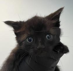 Shelter Stray Male Cat last seen Found inside neighbor's yard, San Diego, CA, 92102, 5500 Gaines St, San Diego, CA 92110, USA