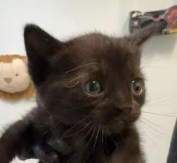 Shelter Stray Male Cat last seen Found inside neighbor's yard, San Diego, CA, 92102, 5500 Gaines St, San Diego, CA 92110, USA