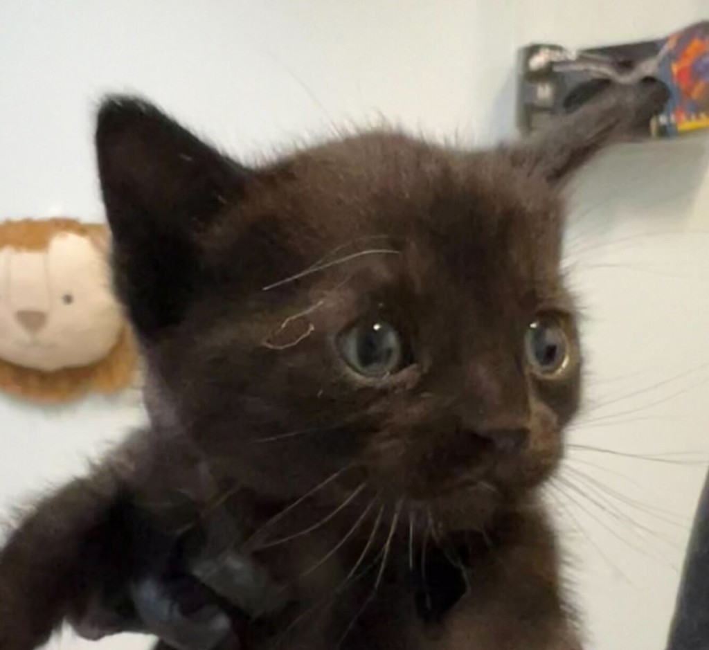 Shelter Stray Male Cat last seen Found inside neighbor's yard, San Diego, CA, 92102, 5500 Gaines St, San Diego, CA 92110, USA
