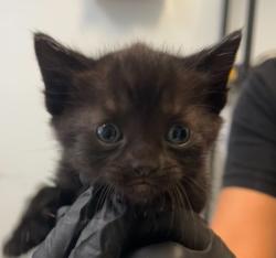 Shelter Stray Male Cat last seen Found inside neighbor's yard, San Diego, CA, 92102, 5500 Gaines St, San Diego, CA 92110, USA