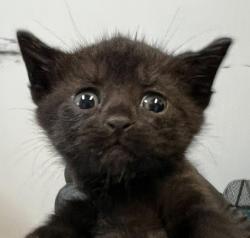 Shelter Stray Male Cat last seen Found inside neighbor's yard, San Diego, CA, 92102, 5500 Gaines St, San Diego, CA 92110, USA