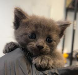 Shelter Stray Female Cat last seen Found inside neighbor's yard, San Diego, CA, 92102, 5500 Gaines St, San Diego, CA 92110, USA